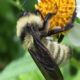 American Bumble bee on yellow flower