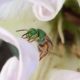 Honeytailed Sweat Bee © Camia Lowman HoustonNativeBees.org